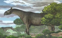 Tê giác khổng lồ được khai quật ở Trung Quốc là một trong những loài động vật có vú lớn nhất từng sống trên Trái Đất