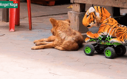 Hổ giả cưỡi xe khiêu khích làm chó hốt hoảng: Ôi trời ơi!