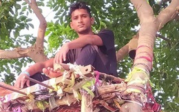 Ấn Độ: Nhiều bệnh nhân Covid-19 tự cách ly hàng chục ngày trên cây như trong phim Tarzan