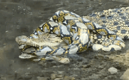 Cá sấu đại chiến trăn vua - bất ngờ xảy ra ở khoảnh khắc quyết định sinh tử của con trăn