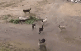 Chó Kangal kịch chiến với 2 chó lai sói vì con cái, kẻ nào giành được quyền giao phối?