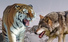 &quot;Một bầy sói có thể hạ gục được một con hổ&quot;, vậy chó sói có phải là thiên địch của hổ không?