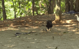 Hổ mang phun nọc âm thầm trườn tới, gà mẹ liệu có thể bảo vệ được đàn con?