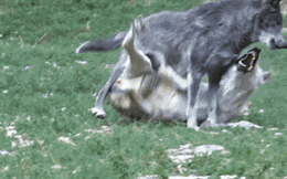 Đang tìm thức ăn thừa, chó sói Omega bị thành viên trong đàn tấn công một cách tàn nhẫn