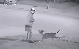 Đang đi dạo, người đàn ông bị 2 con chó Pitbull hung dữ tấn công, điều gì xảy ra sau đó?