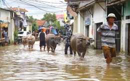 Cận cảnh 'rốn lũ' ở Nghệ An, nơi hơn 3000 hộ dân vẫn đang ngập chìm trong nước 3 ngày qua