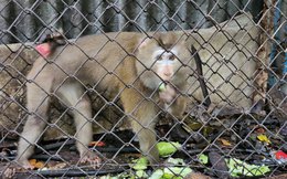Người dân ở TP.HCM tự nguyện giao nộp con khỉ đuôi lợn 20 năm tuổi 