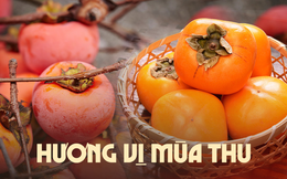 &quot;Một quả hồng, mười vị thuốc&quot; - Đặc sản mùa gió về chị em không nên bỏ qua