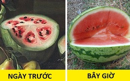 Ngạc nhiên trước hình dáng vài trăm năm trước của những thứ quen thuộc trong đời sống hằng ngày 