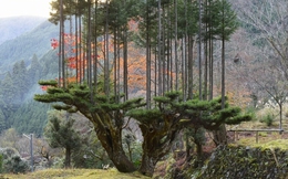 Daisugi: Kỹ thuật trồng cây tưởng lạ mà quen của người Nhật vừa giúp giảm biến đổi khí hậu, vừa tạo ra cảnh quan phi thường