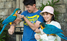 Không phải tới các khu bảo tồn hay công viên hoang dã thế giới, Sun World Ha Long vừa ra mắt show trình diễn chim cực hấp dẫn