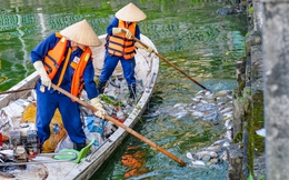 Hà Nội: Công nhân khẩn trương vớt cá chết nổi trên mặt hồ Tây