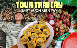 Có đi miền Tây, nhớ ghé các vườn trái cây nổi tiếng để tự tay hái và thưởng thức trái ngon ngay tại chỗ