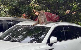 Hà Nội: Thổi ống tiêu tẩm thuốc mê để vây bắt con khỉ hoang quậy phá, tấn công người dân