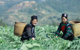 Traphaco: Tiên phong chắt lọc tinh hoa đông dược để mang đến những sản phẩm thuốc tiện lợi