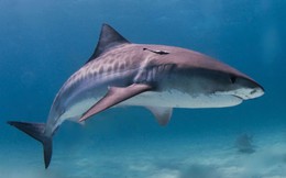 Gắn camera vào cá mập hổ, các nhà khoa học khám phá ra &quot;khu rừng&quot; khổng lồ dưới đáy biển