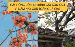 Cây hồng cổ trăm tuổi ở Ninh Bình từng gây sốt khiến du khách được phen &quot;ú òa&quot; vì gắn quả giả