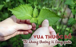 Loại cây có nhiều ở Việt Nam là “vua thuốc bổ” giúp lọc sạch máu, đường huyết điều hòa, nhưng đang bị bỏ phí