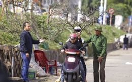 Hoa rừng xuống phố, người dân thủ đô chi hàng triệu đồng để chơi Tết sớm