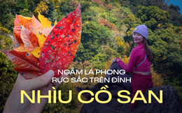 Mùa lá phong rực sắc đỏ vàng trên cung đường trekking ấn tượng ngay tại Việt Nam 