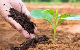 SSI Research: Cổ phiếu phân bón được hưởng lợi trong ngắn hạn, nửa cuối năm có thể khó khăn hơn