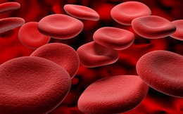 Tại sao chúng ta có các nhóm máu khác nhau?