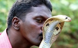 Tại sao con người không tiến hóa để có thể sở hữu nọc độc như loài rắn?