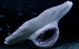 Trong bảy loài cá mập tử thần, cá mập trắng lớn tấn công con người nhiều nhất