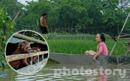 Ra sân kích cá, lội nước hái hoa, chèo thuyền đi thăm lúa sau mưa lớn ở Hà Nội