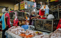 Hai quốc gia châu Á phải lao đao vì con gà: Chủ cửa hàng chật vật không dám bán, người mua &quot;bấm bụng&quot; chẳng dám ăn 