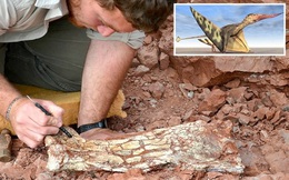 Khai quật xương hóa thạch khổng lồ, các nhà khoa học ngỡ ngàng về loài vật biết bay sống cách đây 86 triệu năm