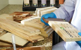 Tìm hiểu dòng gỗ Accoya nổi tiếng thế giới được mệnh danh là gỗ &quot;kim cương&quot;