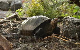 Loài rùa quý hiếm tưởng tuyệt chủng hàng thế kỷ trước bỗng được phát hiện vẫn sống ở nơi không ngờ
