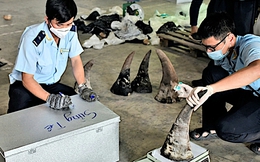 Công an Đà Nẵng triệt phá vụ buôn lậu động vật hoang dã trị giá 300 tỉ đồng