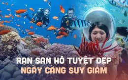 Những rạn san hô tuyệt đẹp ở các vùng biển Việt Nam đứng trước nguy cơ suy giảm hàng loạt, nhiều nơi đã phải lên kế hoạch để &quot;giải cứu&quot;