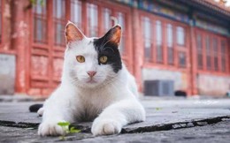 &quot;Linh vật sống&quot; của Cố cung - mèo Hoàng gia Trung Quốc: Tính cách kiêu kỳ không thích gặp con người, được săn đón vì từng lên sóng truyền hình