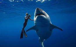 Dù bị gọi là &quot;cá mập&quot;, nhưng loài này lại có thân hình chuẩn nhất thế giới, không một cá thể nào thừa cân