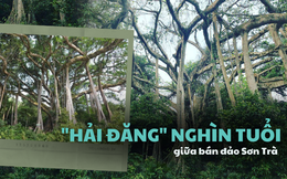 Chuyện về cây đa di sản nghìn năm tuổi ở Đà Nẵng - &quot;Ngọn hải đăng linh thiêng&quot; ngự giữa bán đảo Sơn Trà