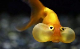 Cá vàng, loài cá đáng thương nhất trên hành tinh của chúng ta