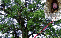 &quot;Cây ôm Phật&quot; nghìn năm tuổi kỳ bí ở Trung Quốc: Nhìn vào hốc nhỏ trên thân mới thấy hình ảnh khiến ai cũng phải cúi đầu