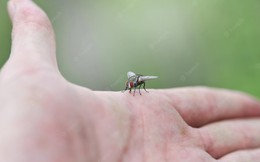 Bạn không thể bắt ruồi bằng tay không, bởi chúng sống ở một tần số quét cao hơn loài người chúng ta