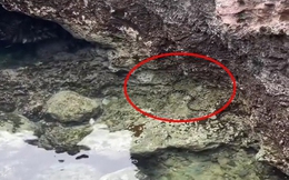 Clip rắn xuất hiện tại hồ Bánh Xe trên đảo Phú Quý khiến nhiều người lo lắng: Lưu ý ngay điều này khi đi biển