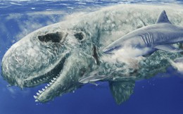 Mặt cá nhà táng là &quot;món snack&quot; yêu thích của cá mập megalodon