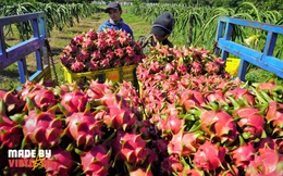 Sức hút của thanh long: Thế giới xem là &quot;siêu trái cây&quot;, Việt Nam là nhà xuất khẩu số 1