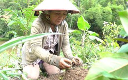 Tích cực trồng rừng giữ nước - Cam kết vì một Việt Nam phát triển bền vững từ Suntory PepsiCo Việt Nam