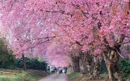 Mùa xuân đến Chiang Mai, ngắm rừng đào mười dặm