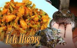 Loại ếch này là đặc sản tỉnh Lạng Sơn, giá cao gấp 10 lần ếch đồng vẫn luôn được người tiêu dùng săn đón