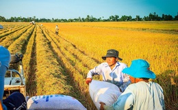 Ngành lúa gạo liên tục đón tin vui: Nhìn lại nội lực của doanh nghiệp Việt trước thềm phát triển mới
