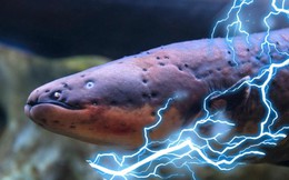 Phóng xung điện 600 vôn, loài lươn dị khiến cha đẻ thuyết tiến hóa rối trí: Bài toán khó