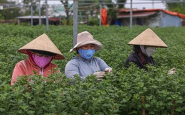 Sinh viên, công nhân thất nghiệp “ngắt lá, bẻ nụ hoa” kiếm tiền triệu tiêu Tết